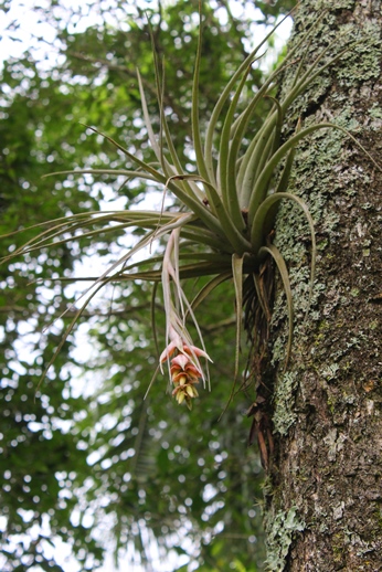 Tillandsia pohliana