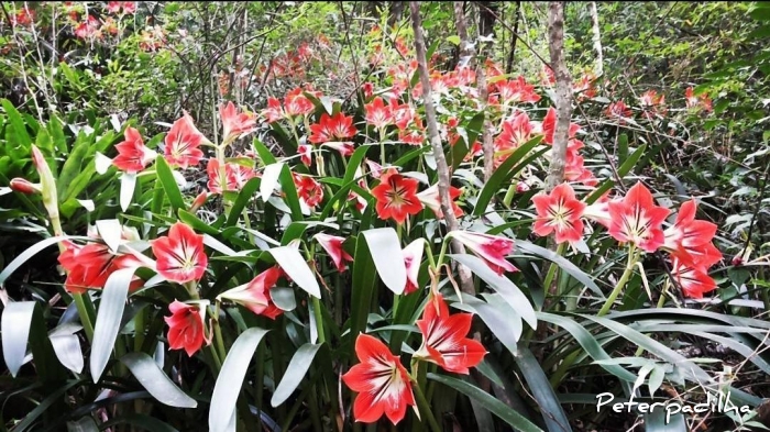 Hippeastrum verdianum