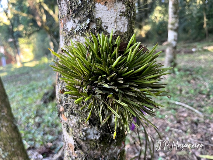 Acianthera sonderiana