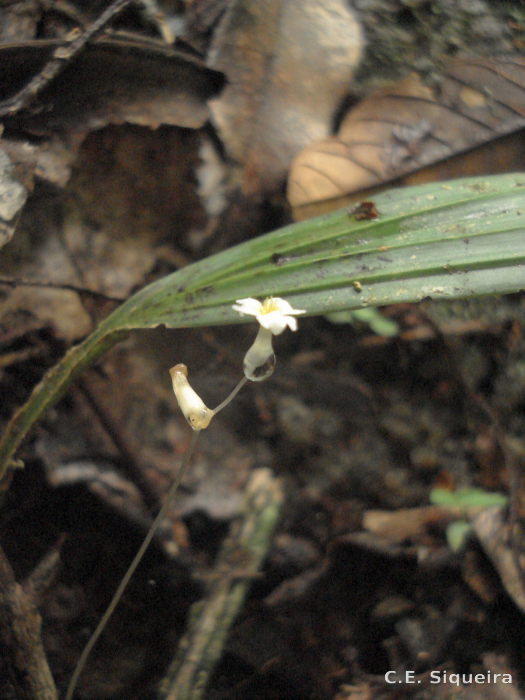 Dictyostega orobanchoides