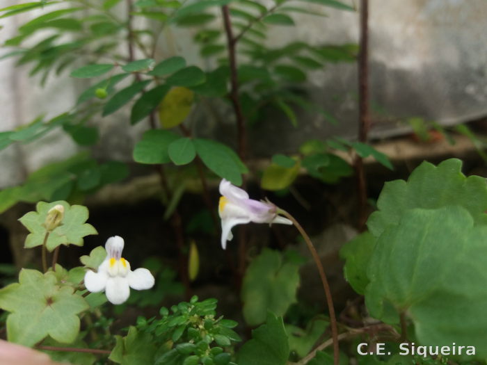 Cymbalaria muralis