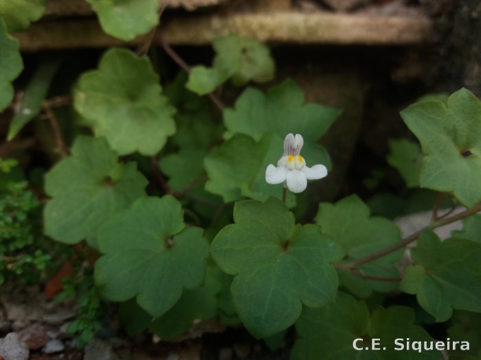 Cymbalaria muralis