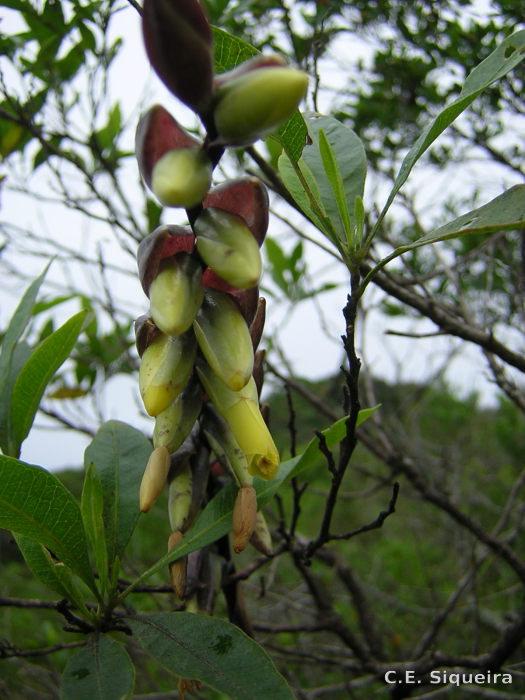 Vriesea platzmannii