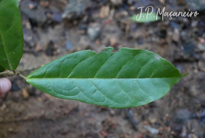 Sloanea garckeana 