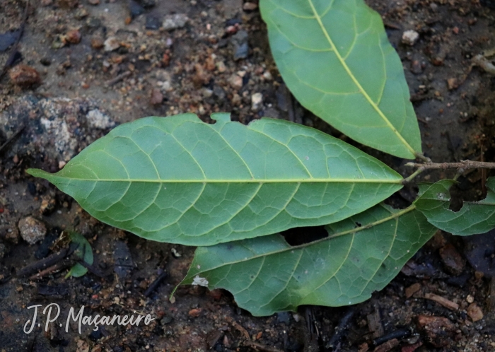 Sloanea garckeana 