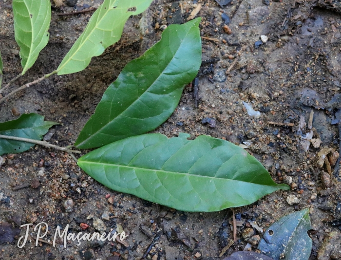 Sloanea garckeana 