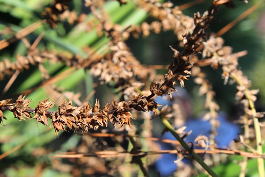 Dickia maritima