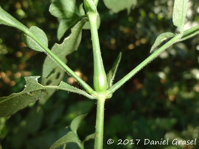 Justicia lythroides