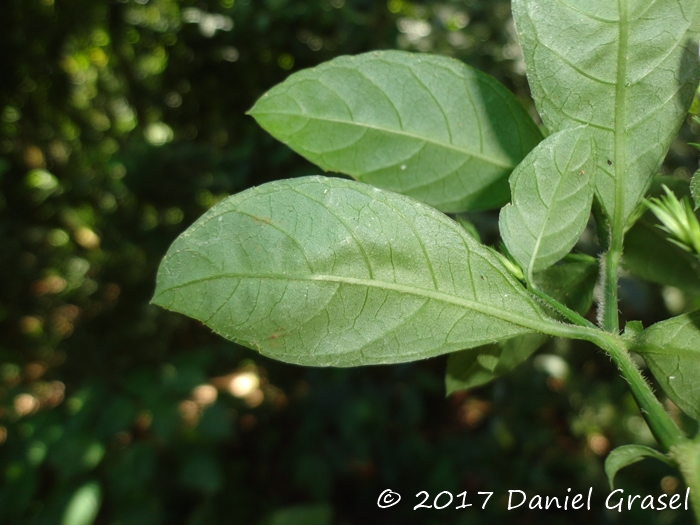 Justicia lythroides