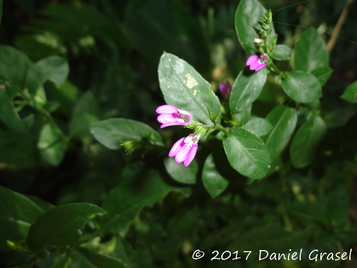 Justicia lythroides