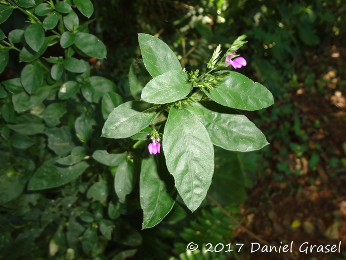 Justicia lythroides