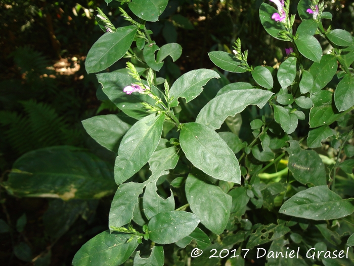 Justicia lythroides