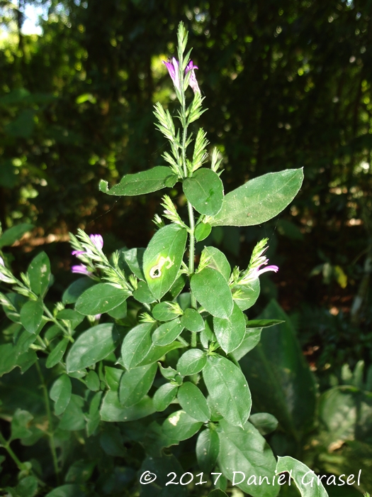 Justicia lythroides