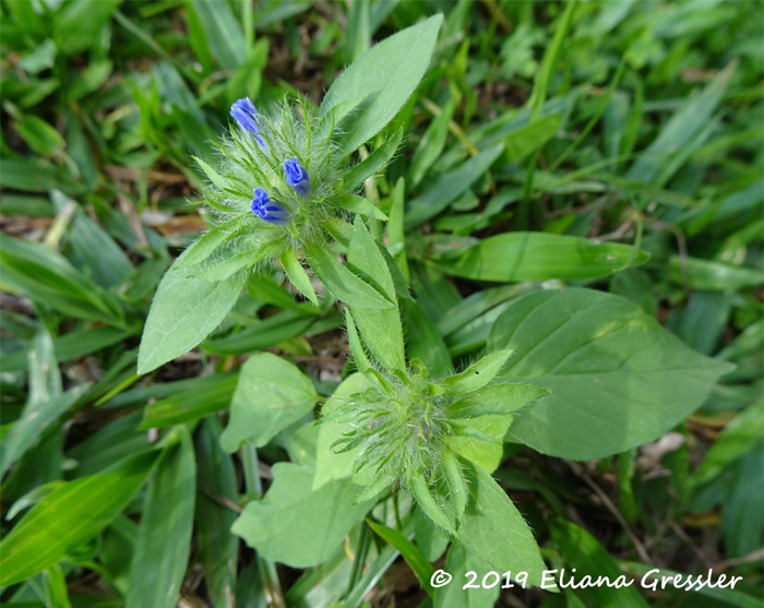 Jacquemontia tamnifolia