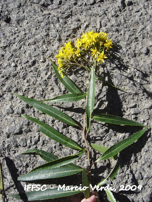 Senecio subnemoralis