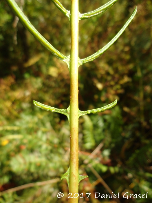 Lomaridium plumieri