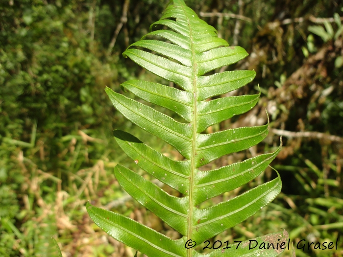 Lomaridium plumieri