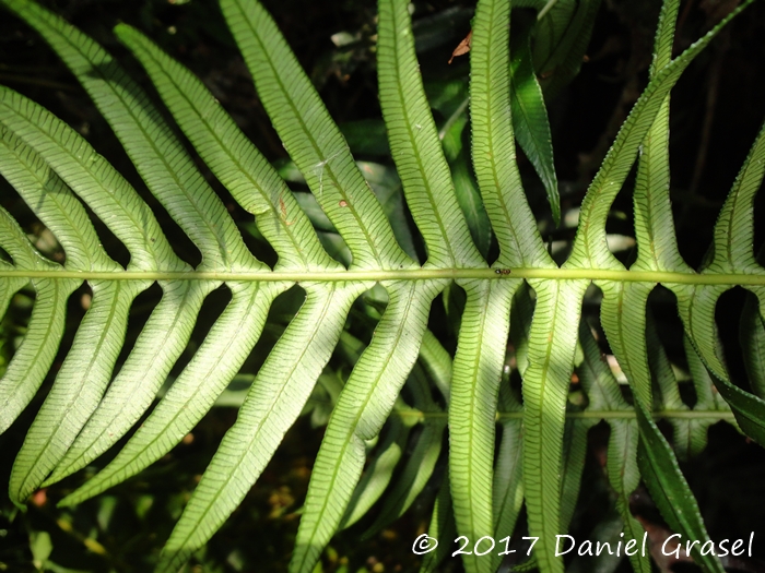 Lomaridium plumieri