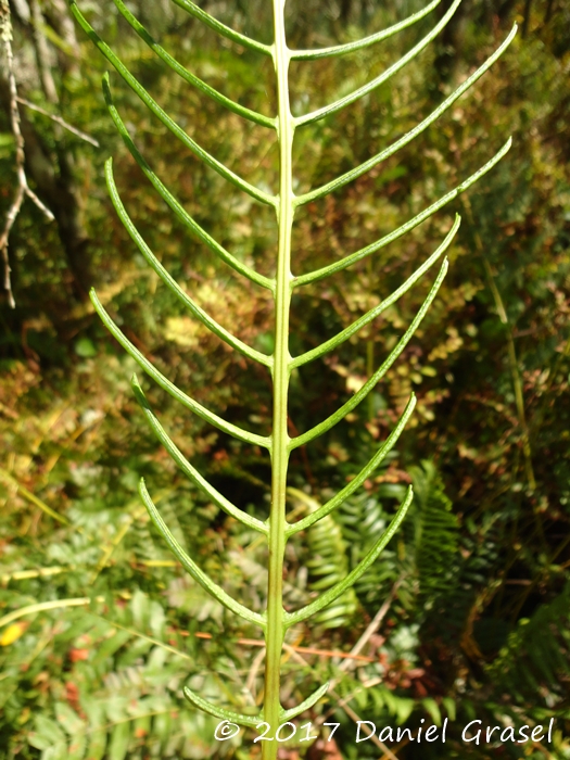 Lomaridium plumieri