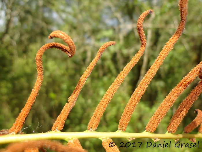 Lomaridium plumieri