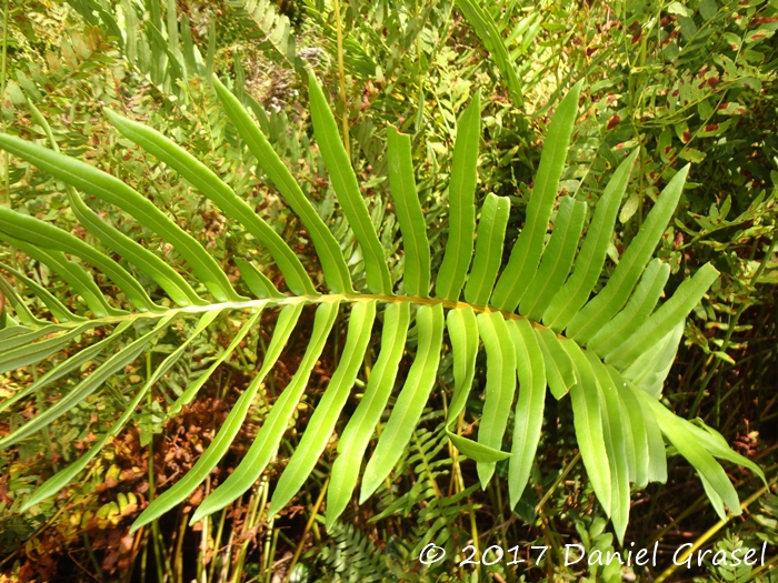 Lomariocycas schomburgkii