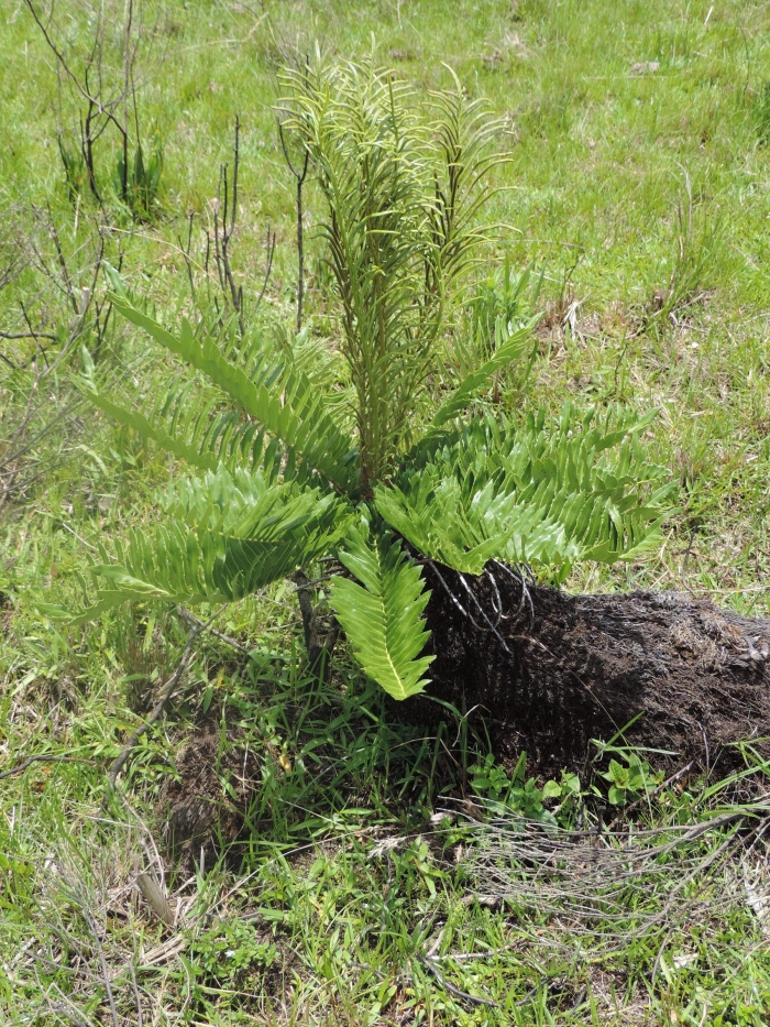 Lomariocycas schomburgkii