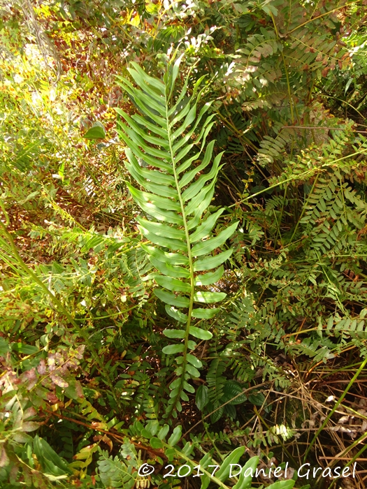 Lomariocycas schomburgkii