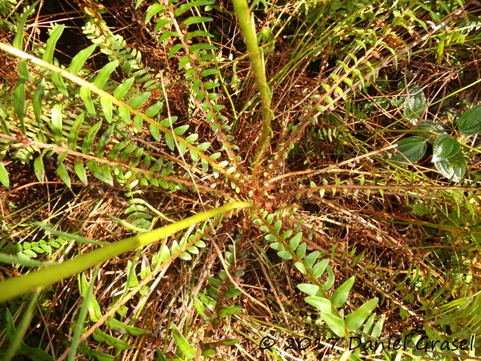 Lomariocycas schomburgkii