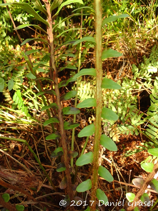 Lomariocycas schomburgkii