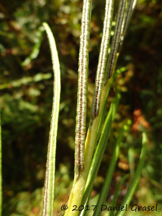 Lomariocycas schomburgkii