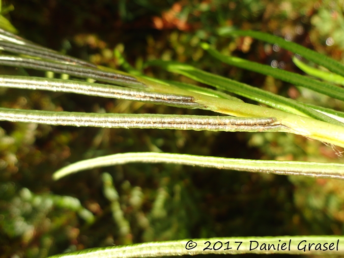 Lomariocycas schomburgkii