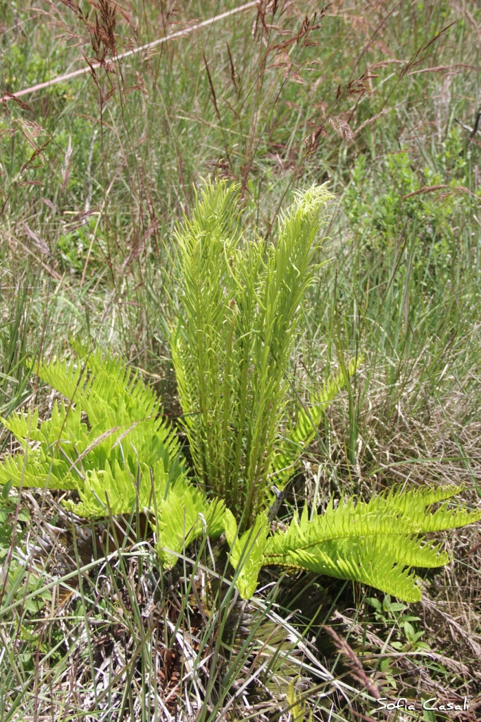 Lomariocycas schomburgkii