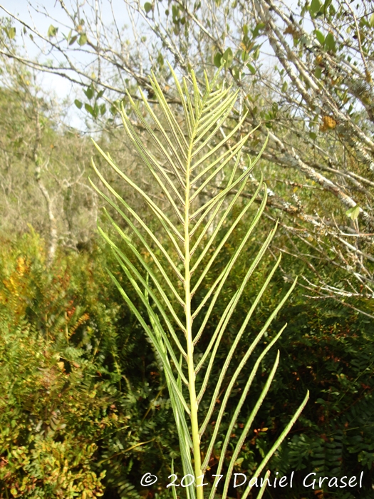 Lomariocycas schomburgkii