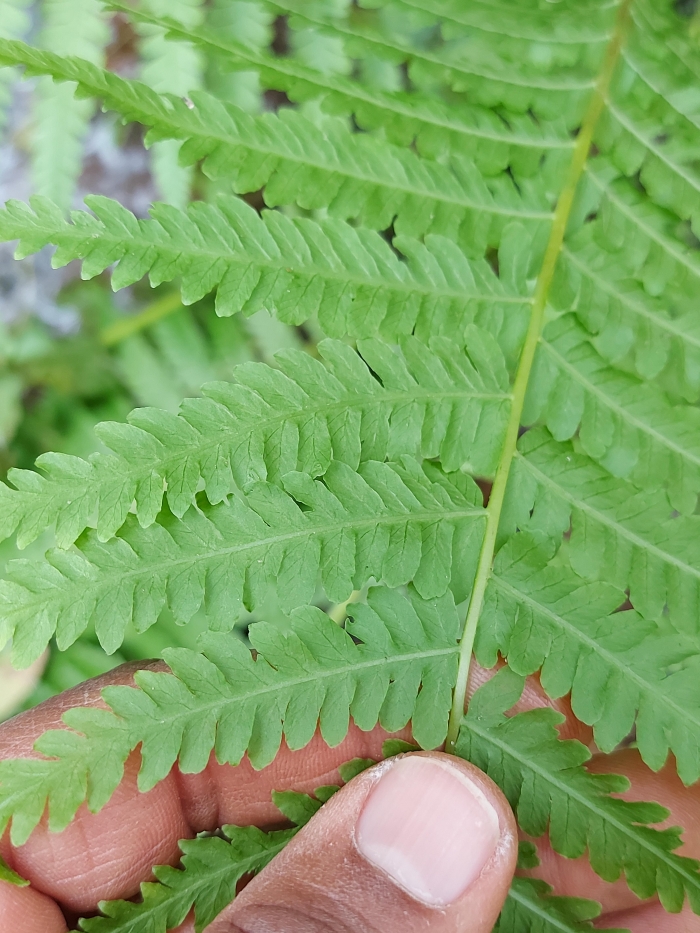 Amauropelta opposita