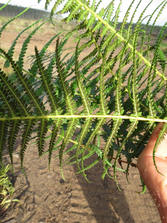 Amauropelta opposita