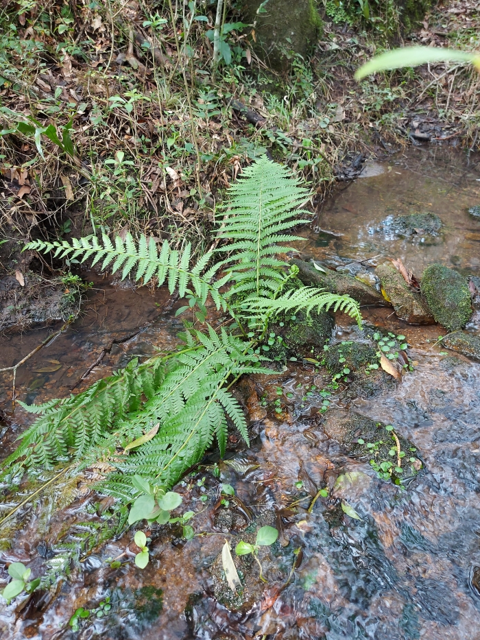 Amauropelta opposita