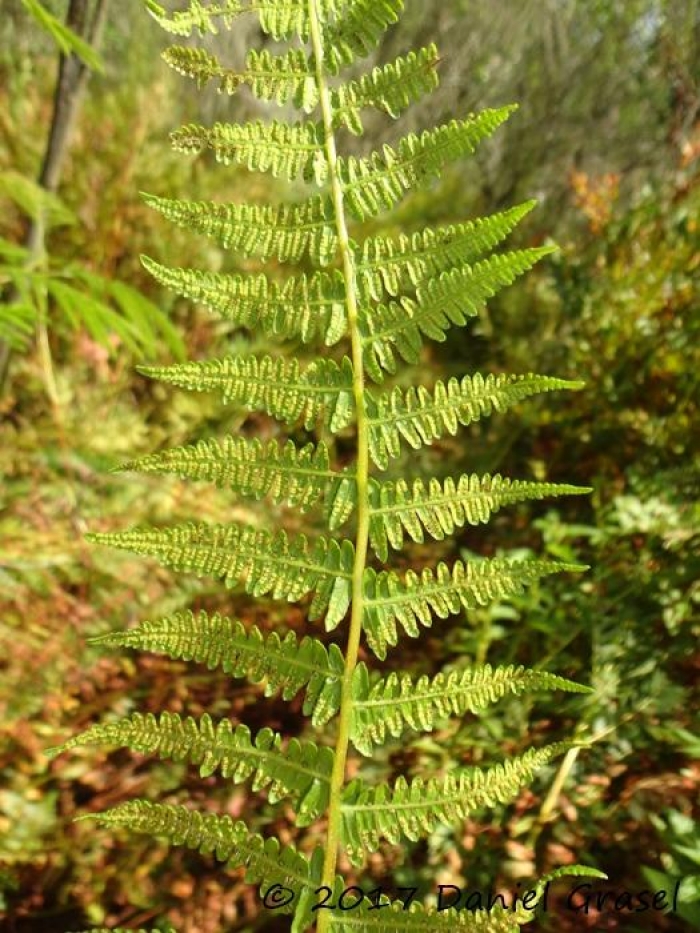 Amauropelta opposita