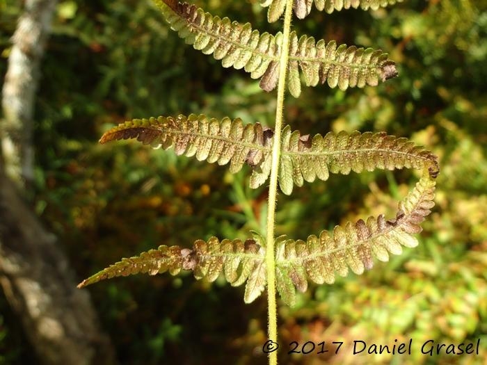 Amauropelta opposita