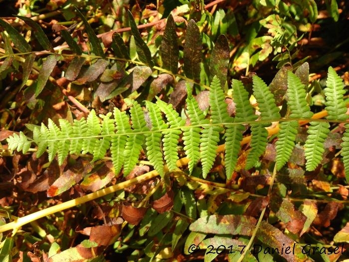 Amauropelta opposita