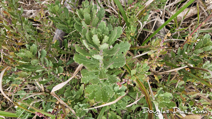Dysphania ambrosioides