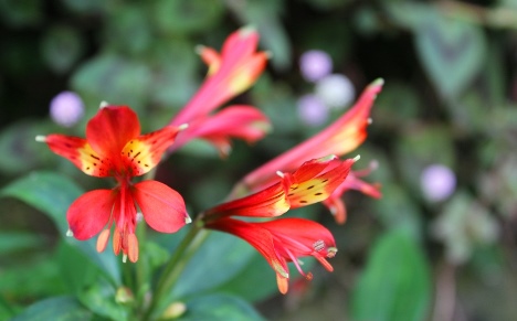 Alstroemeria psittacina