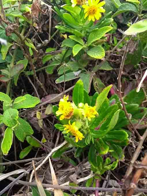 Senecio reitzianus 