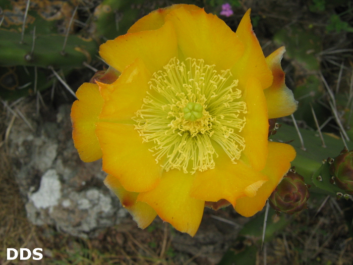 Opuntia megapotamica