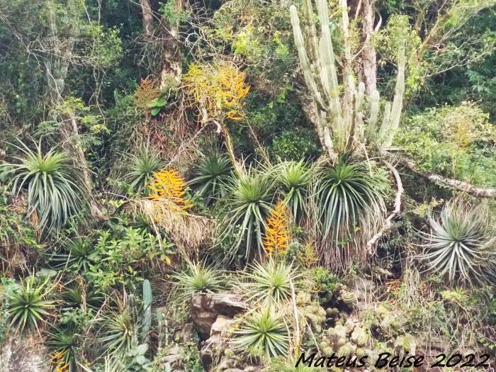 Dyckia myriostachya