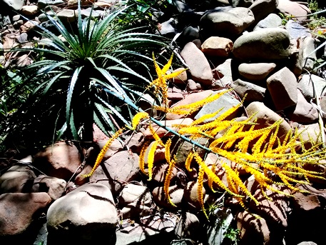 Dyckia myriostachya