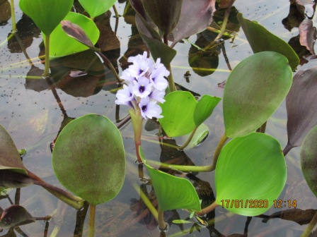 Eichhornia azurea