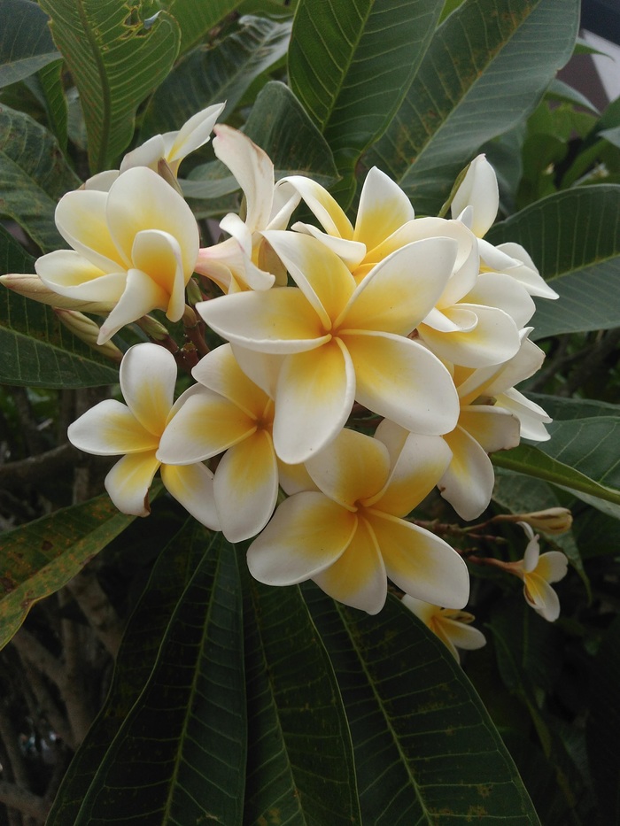Plumeria 