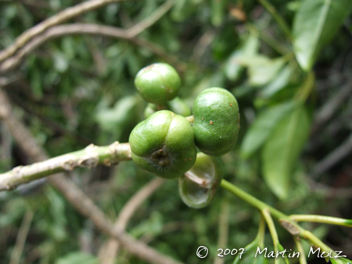 Tetrorchidium rubrivenium