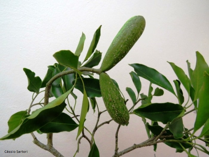 Aspidosperma cylindrocarpon