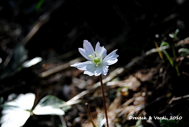 Anemone sellowii